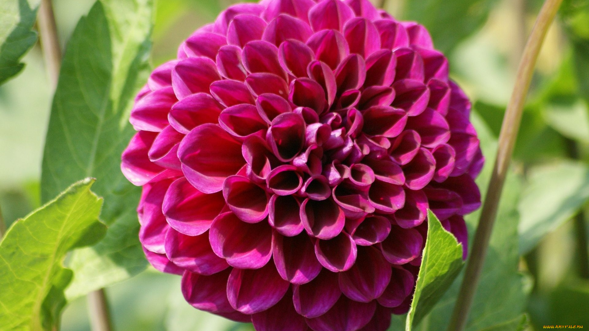 цветы, георгины, лиловый, круглый