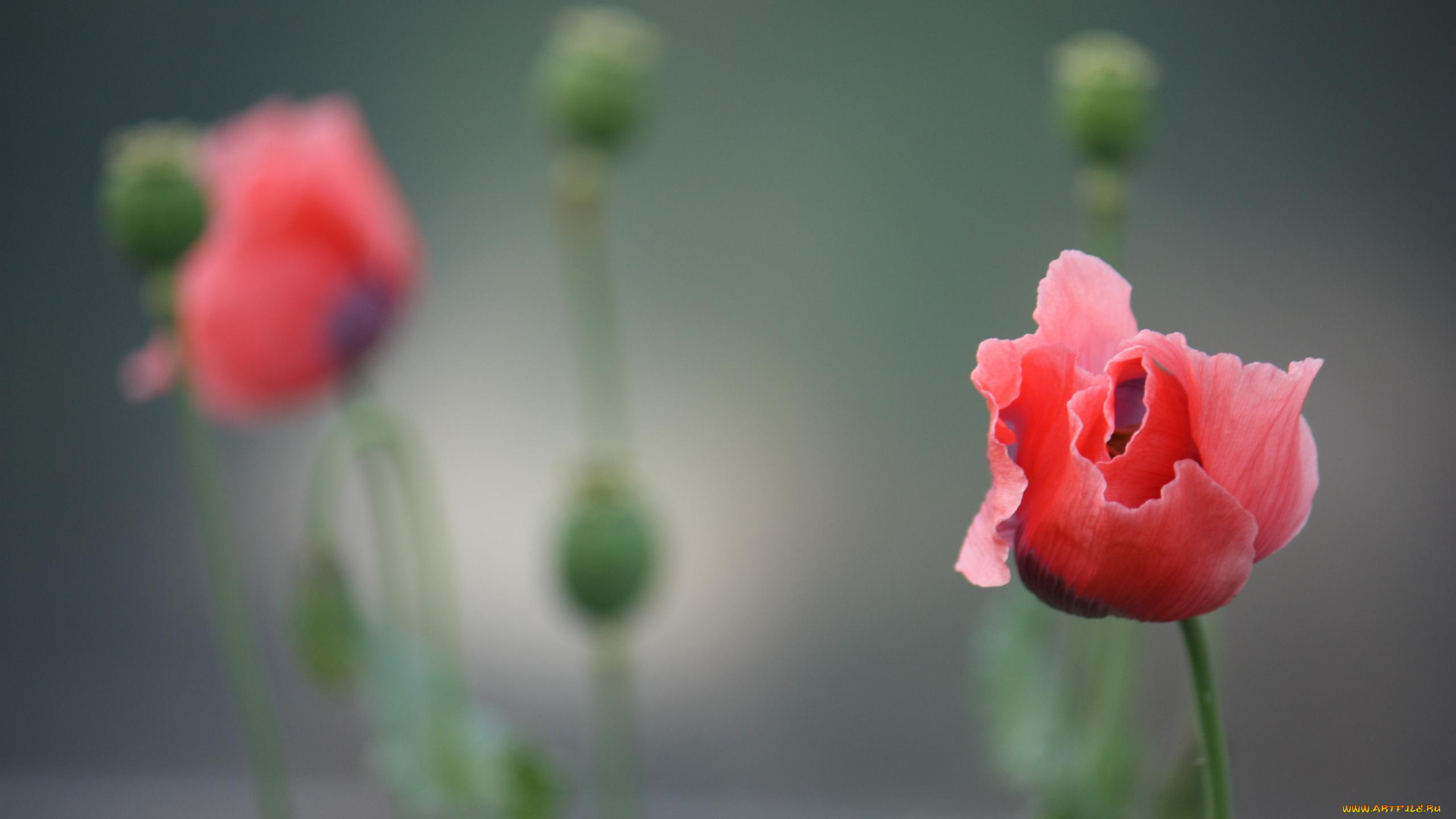 цветы, маки, цветок, мак