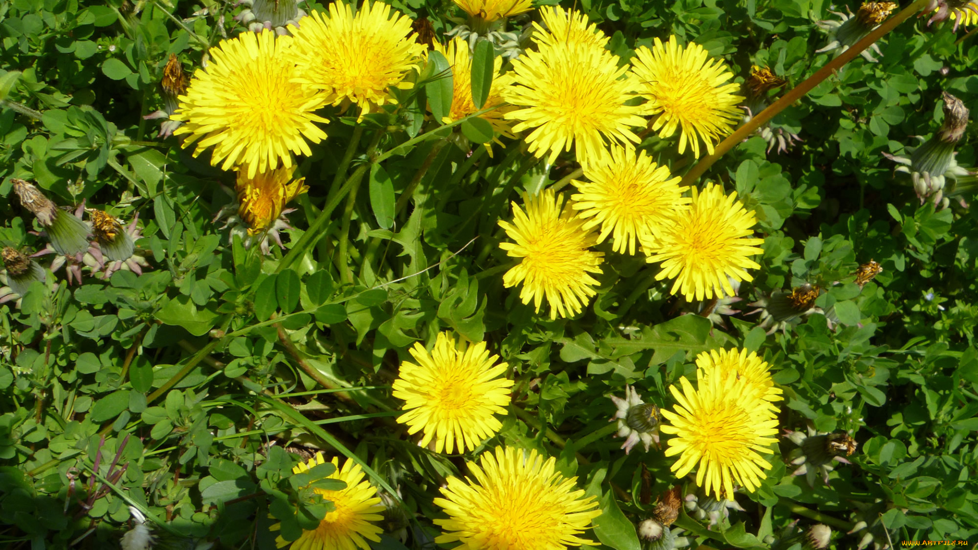 цветы, одуванчики, лепестки