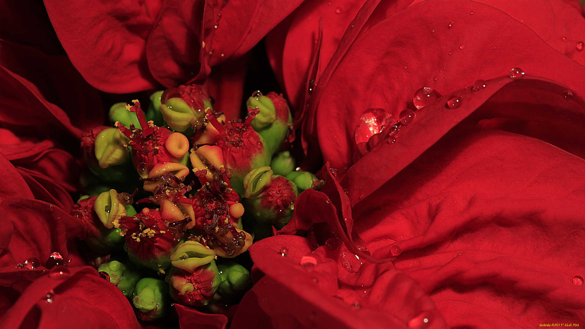 цветы, пуансеттия, молочай, красивейший, макро, лепестки