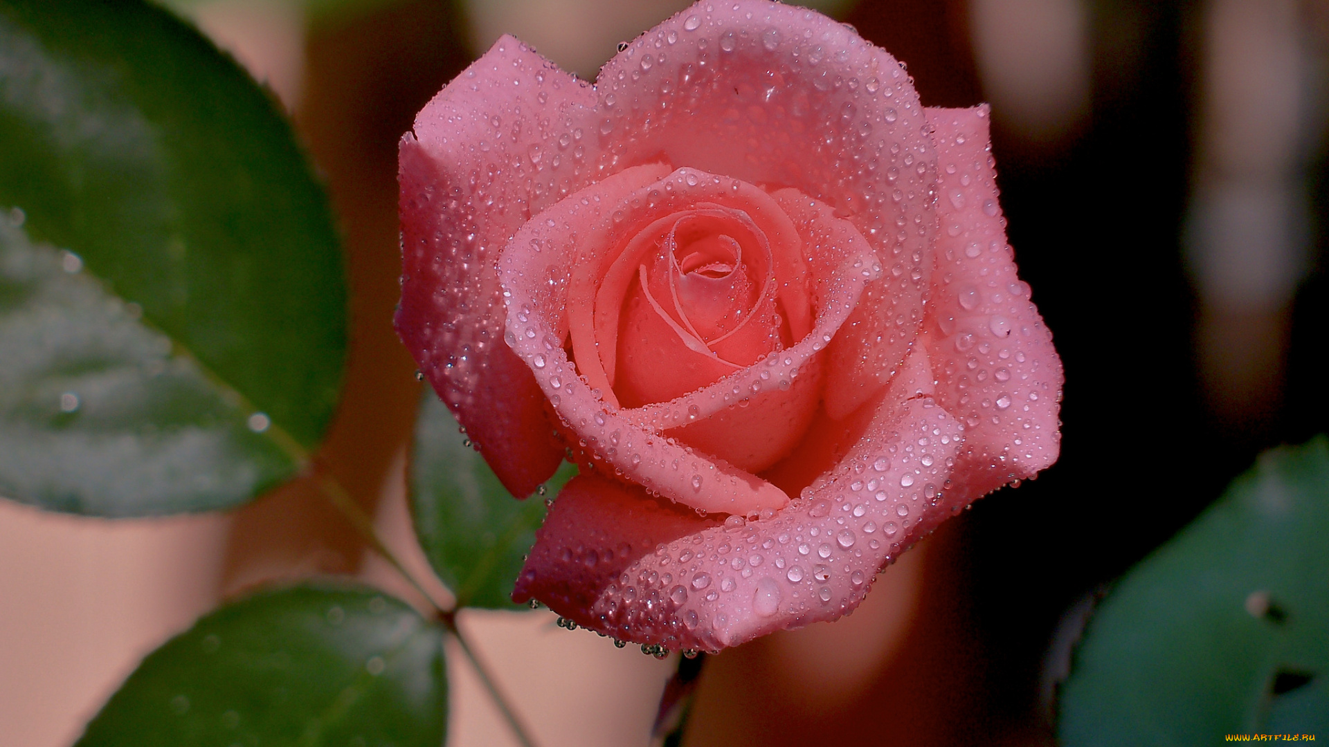 цветы, розы, бутон, капли