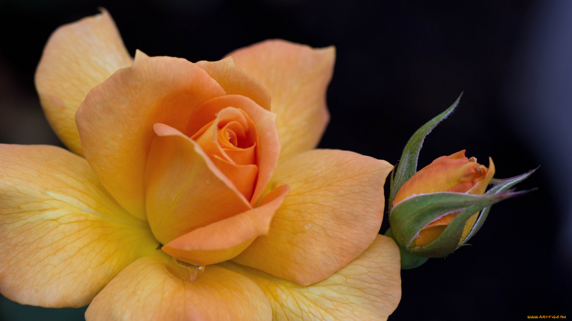 цветы, розы, лепестки, желтый, бутон