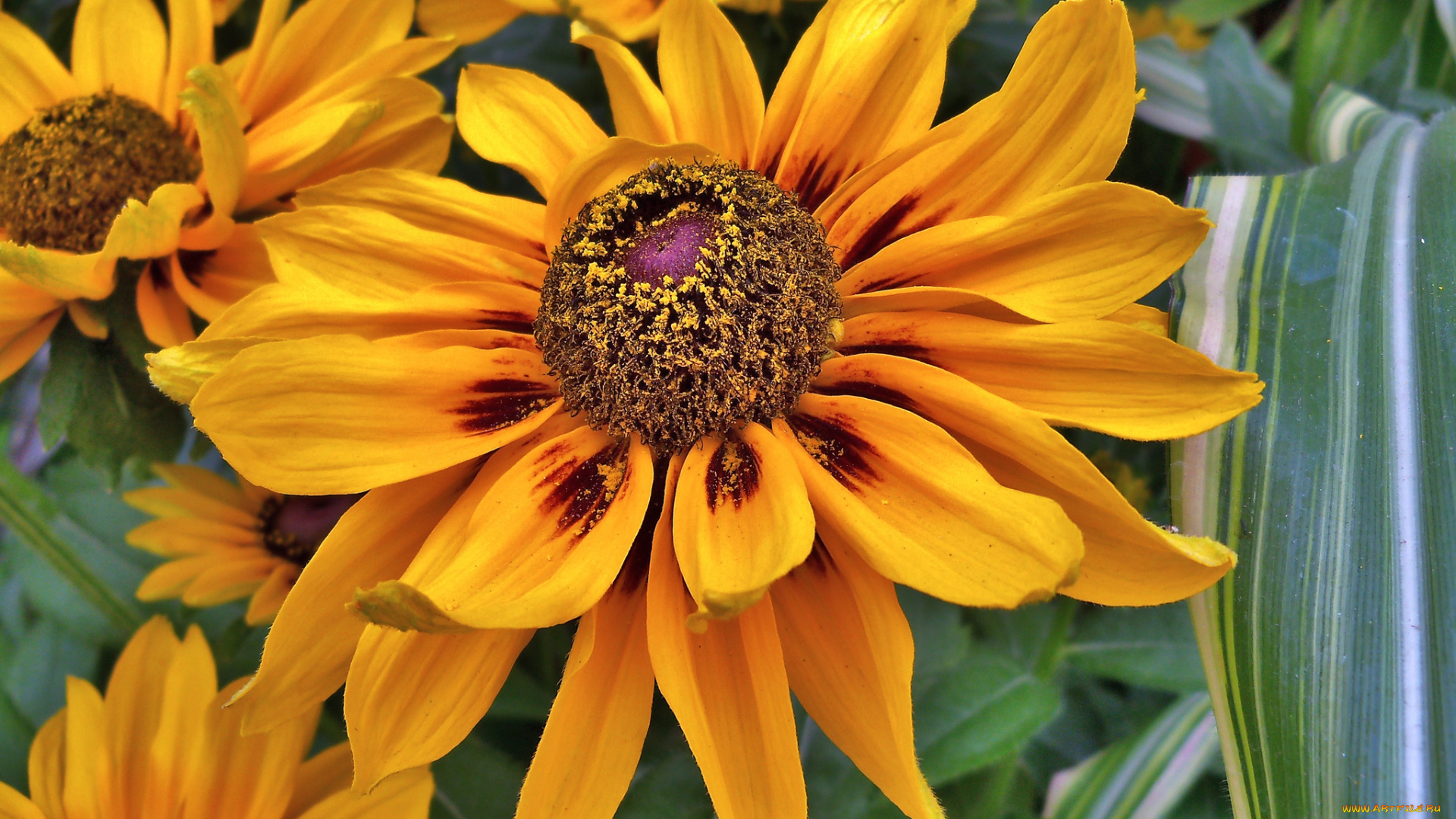 цветы, рудбекия, макро