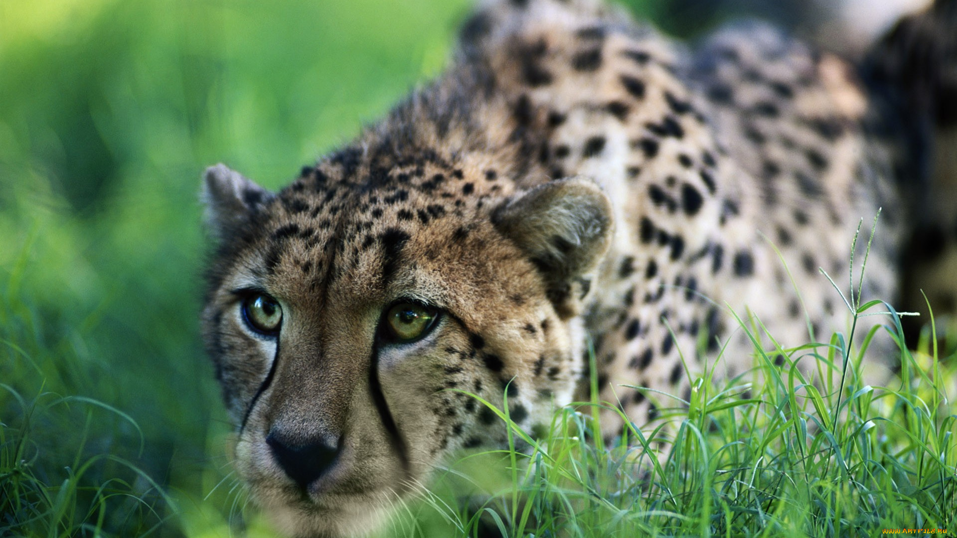 гепард, животные, гепарды, трава, охота