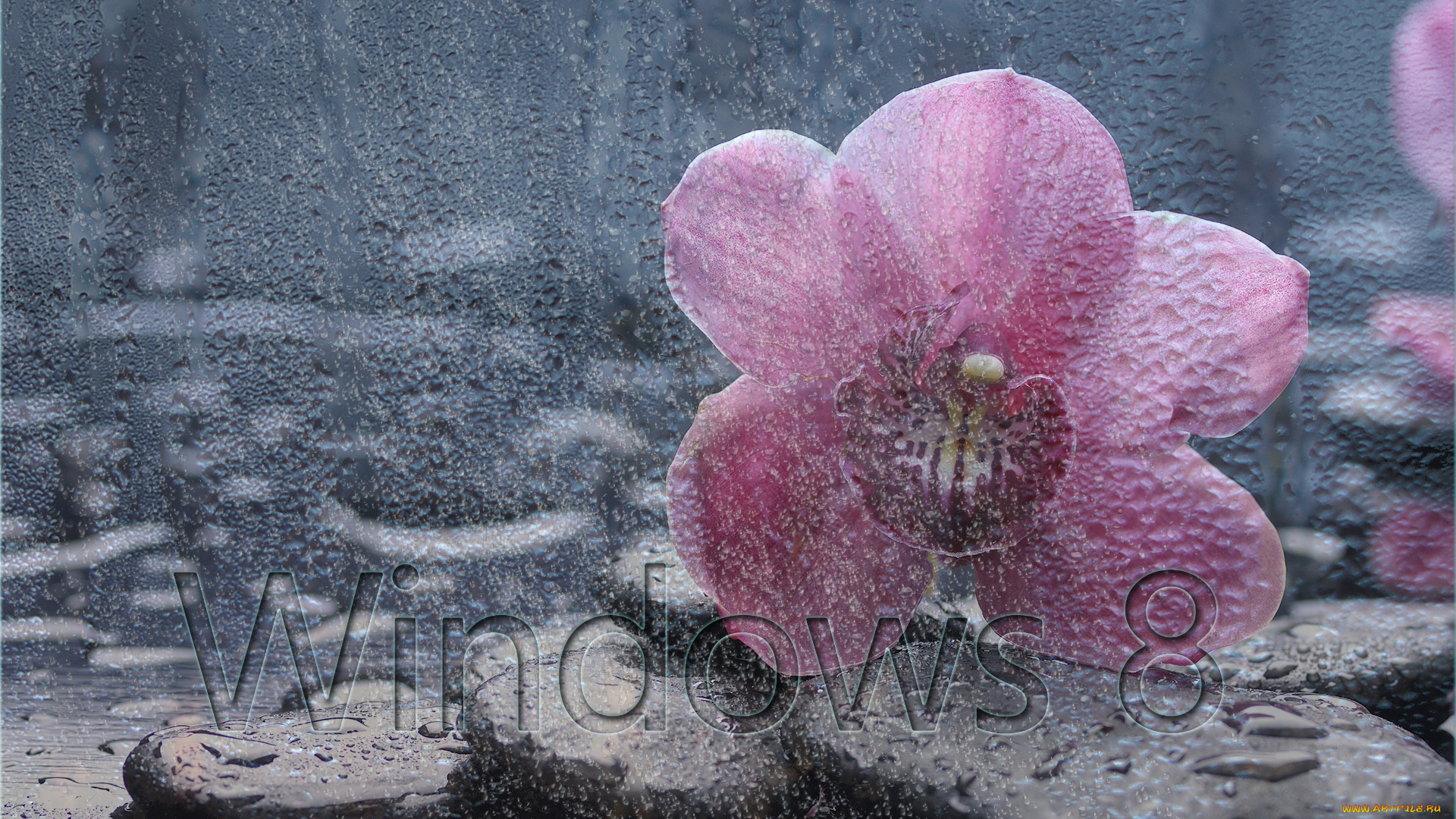компьютеры, windows, цветок