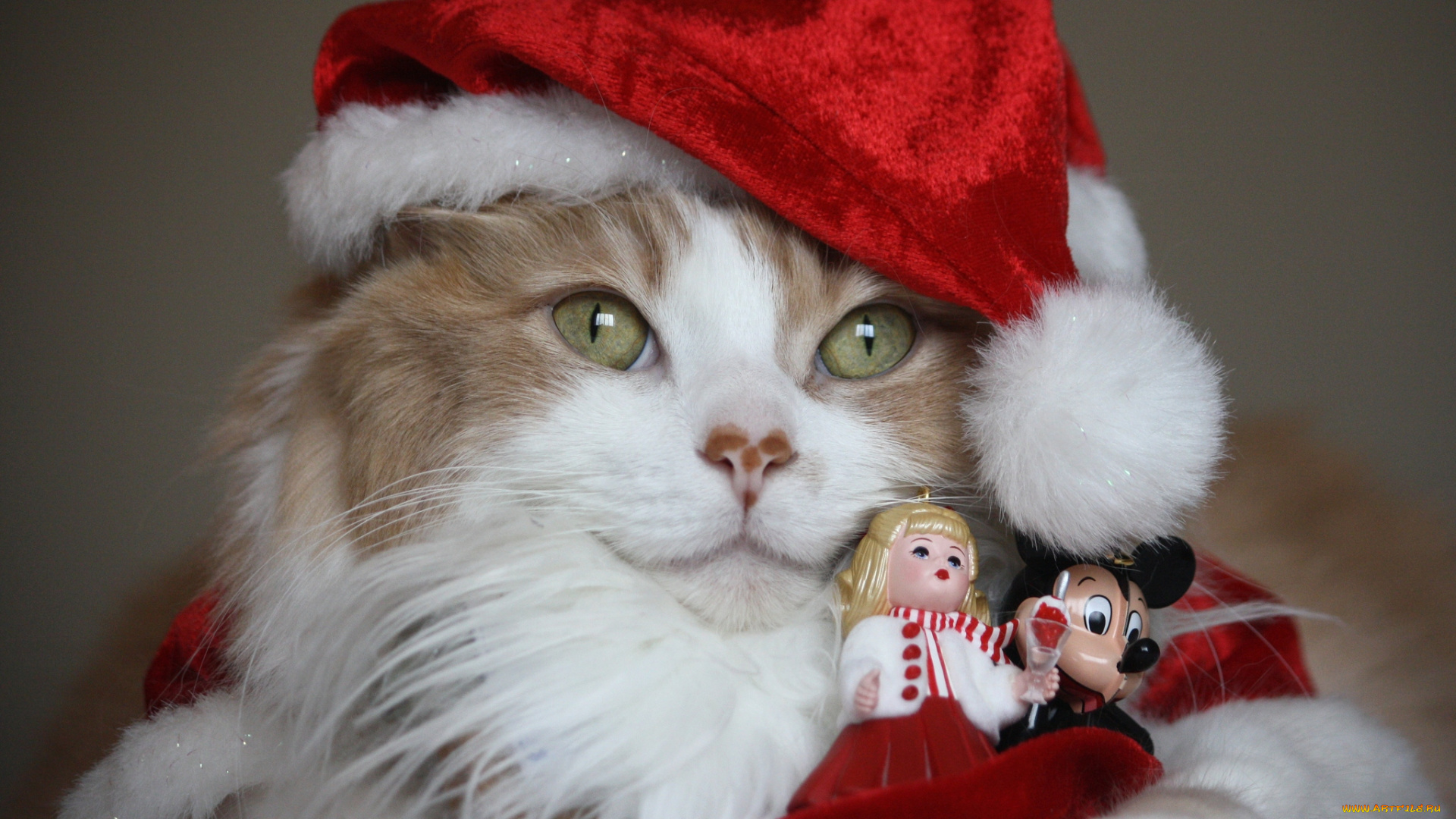 животные, коты, игрушки, колпак