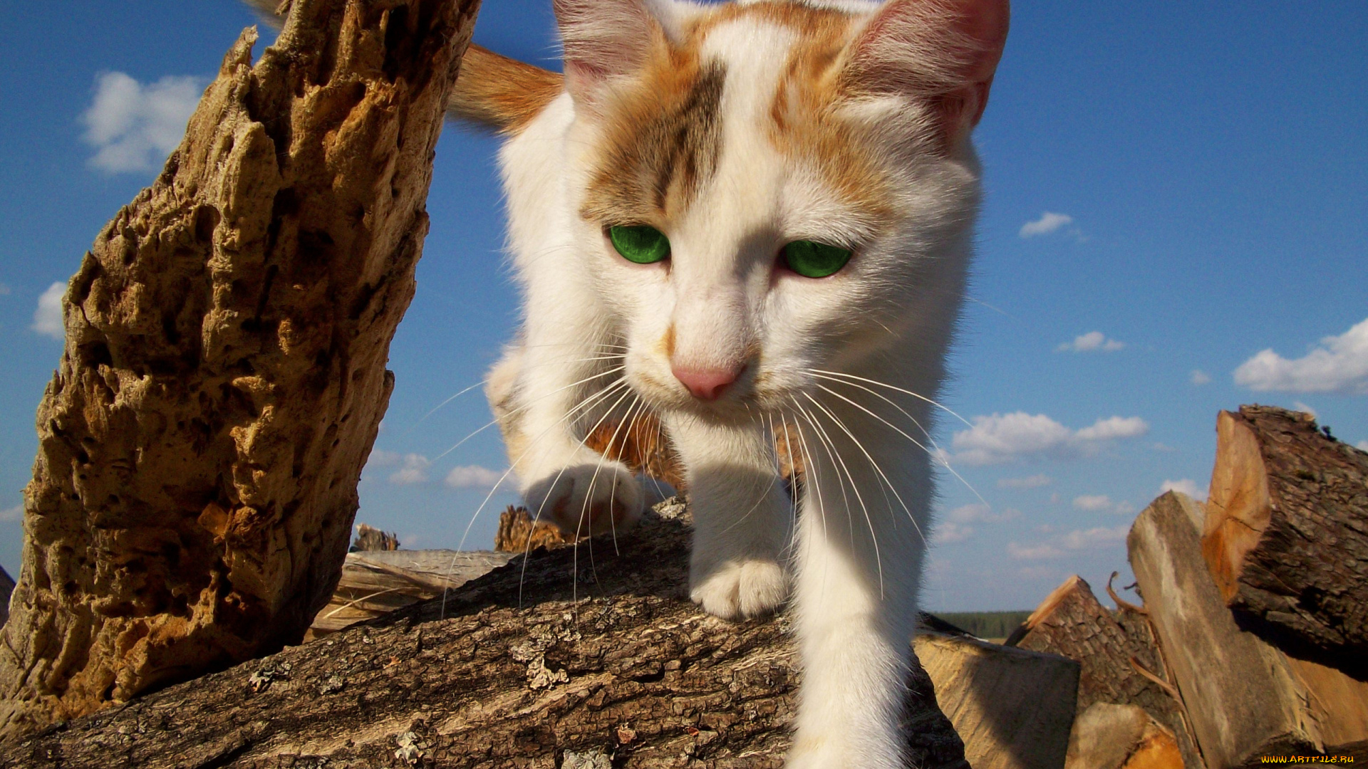 животные, коты, котик