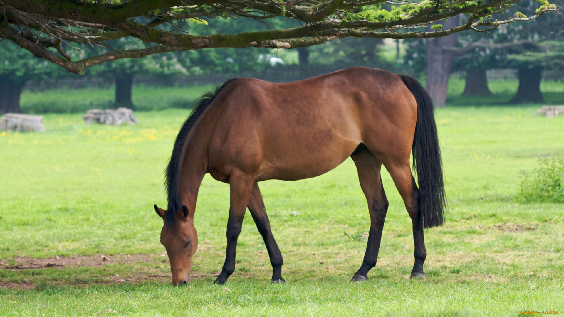 животные, лошади, лошадь