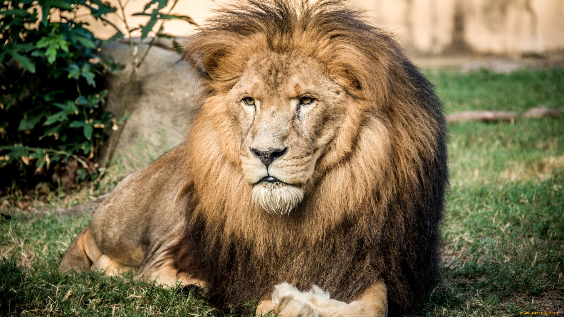 животные, львы, грива, царь