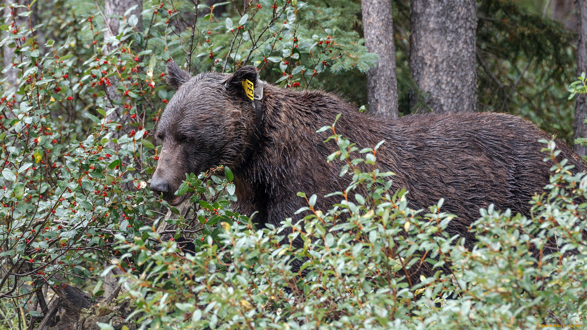 животные, медведи, природа, медведь, grizzly