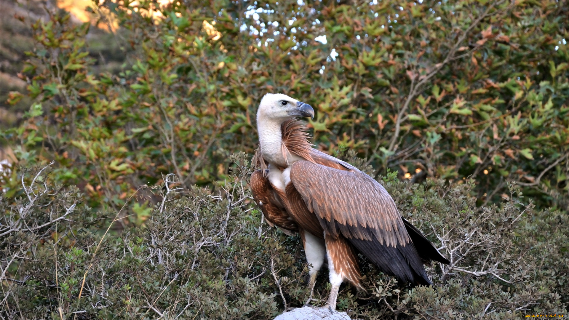 животные, птицы, хищники, гриф, птица, хищник, камень, деревья