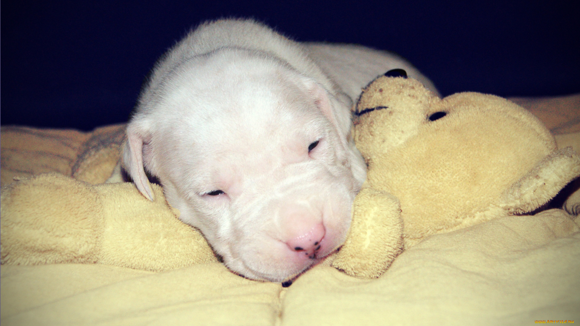 животные, собаки, белый, щенок