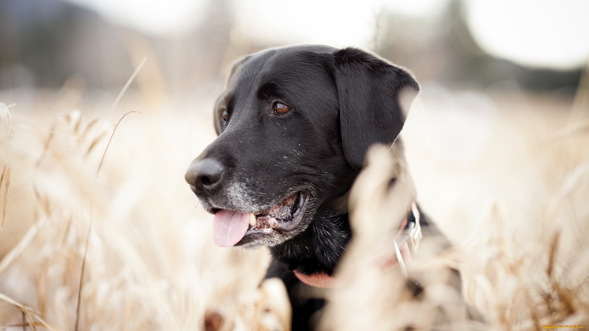 животные, собаки, друг, взгляд