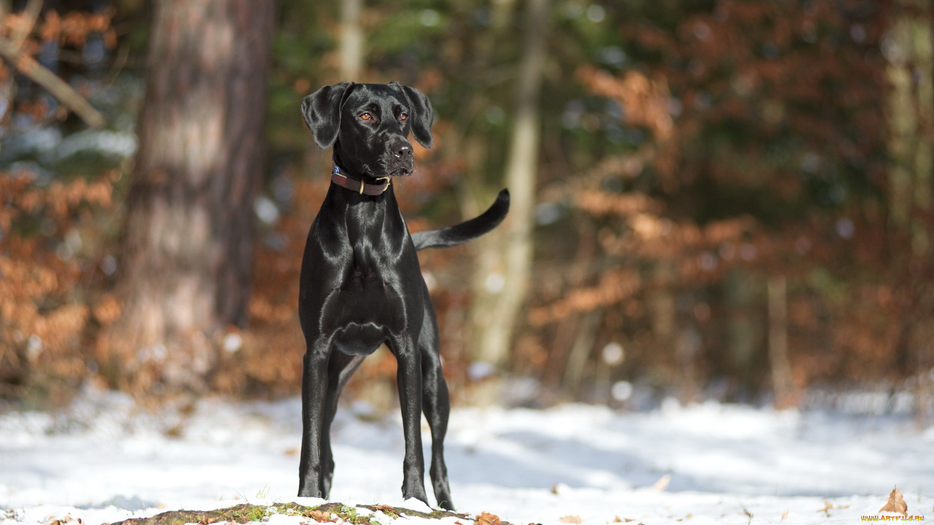 животные, собаки, фон, собака, зима
