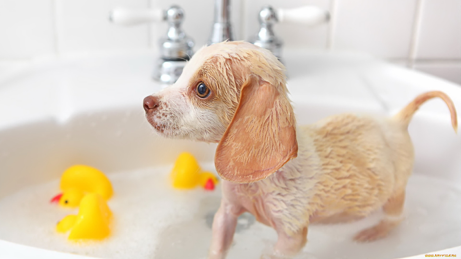 животные, собаки, щенок, взгляд