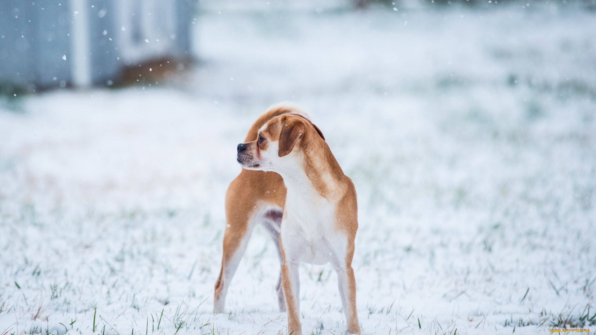 животные, собаки, собака, зима, фон