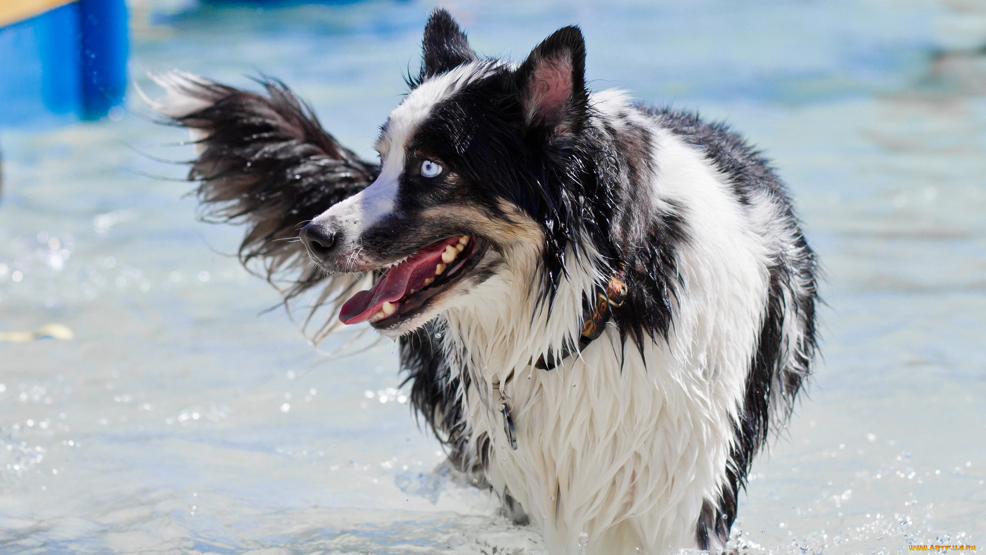 животные, собаки, вода, ошейник, голубоглазая, мокрая, собака