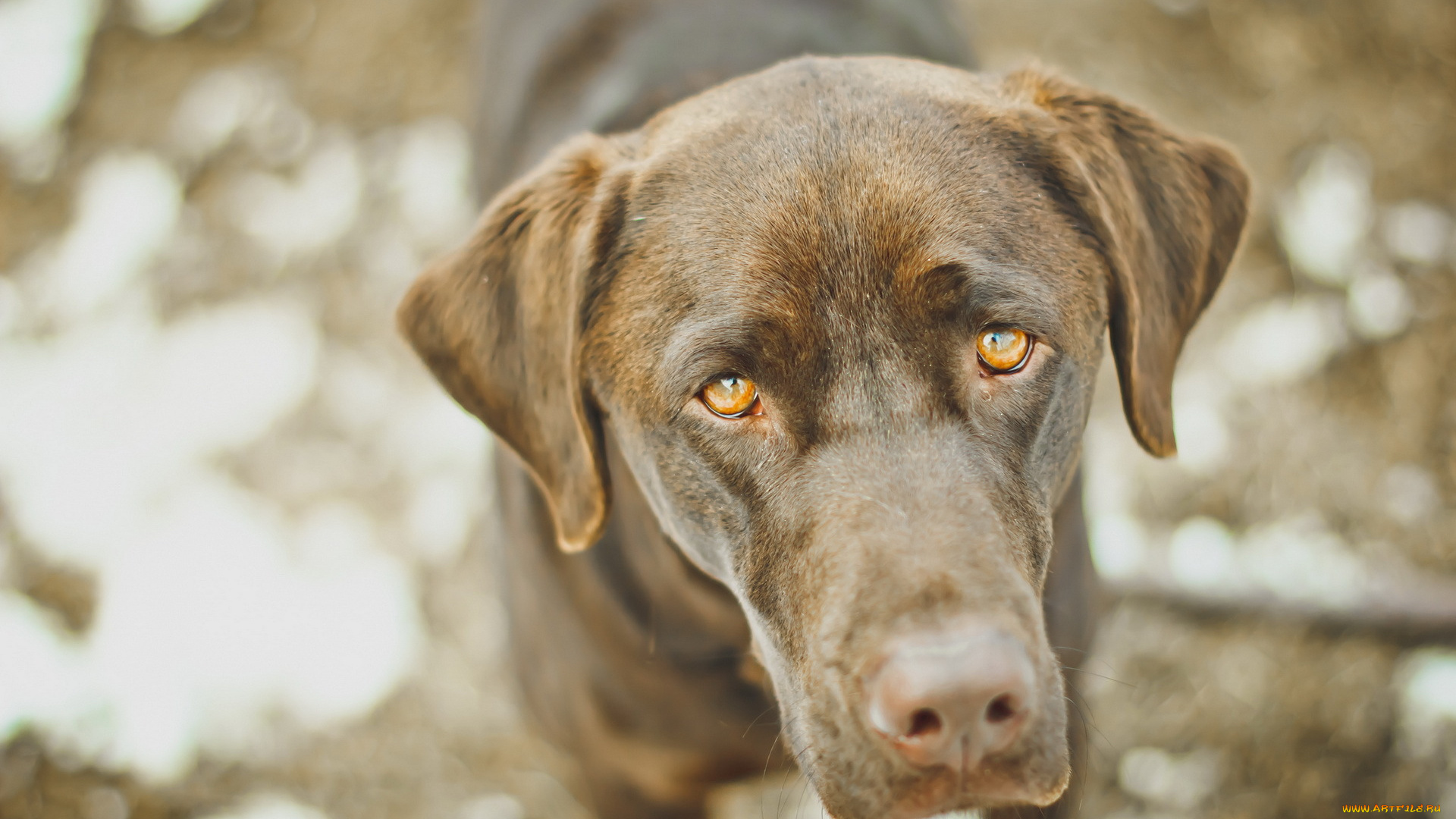 животные, собаки, взгляд, друг, собака