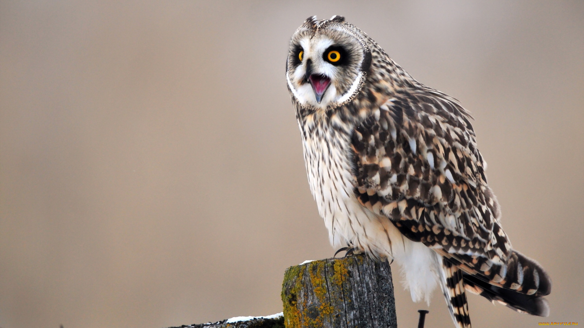 животные, совы, болотная, сова