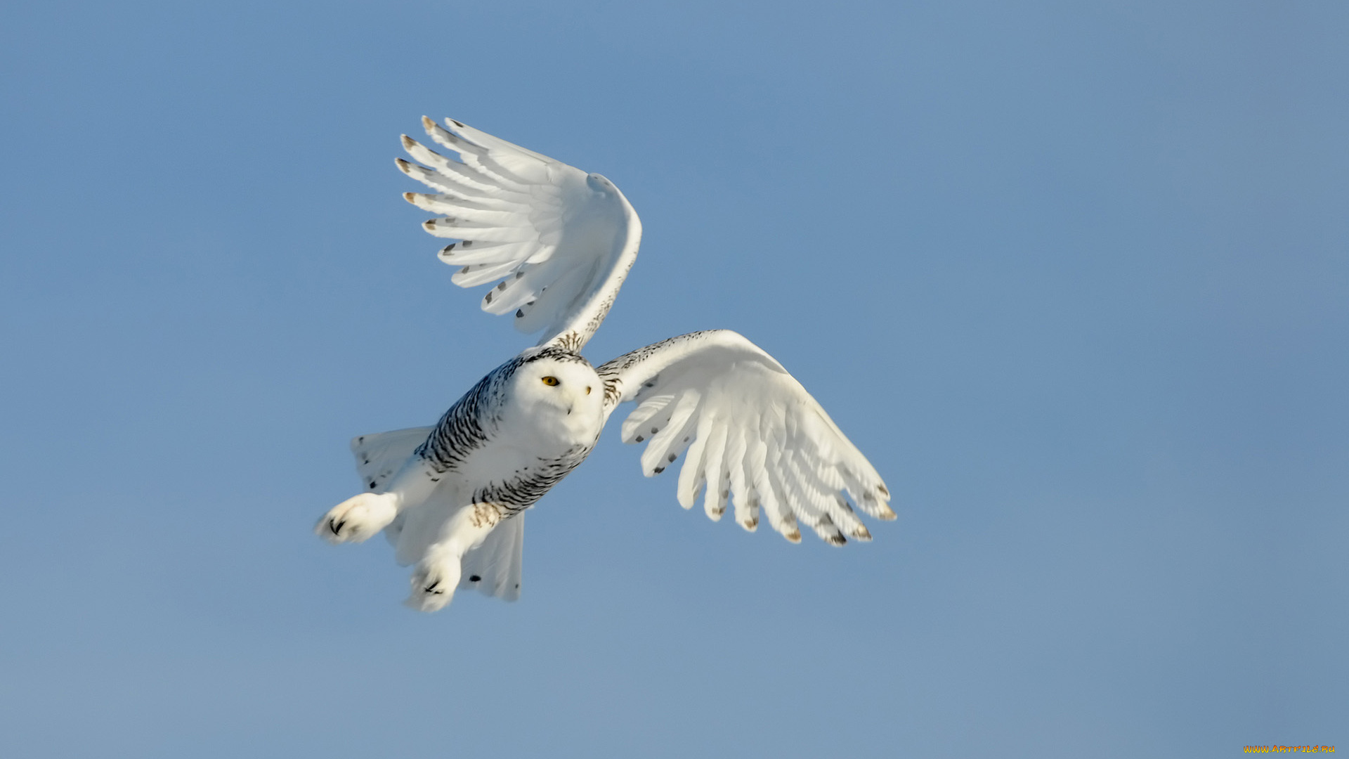 животные, совы, крылья, сова, полет, небо