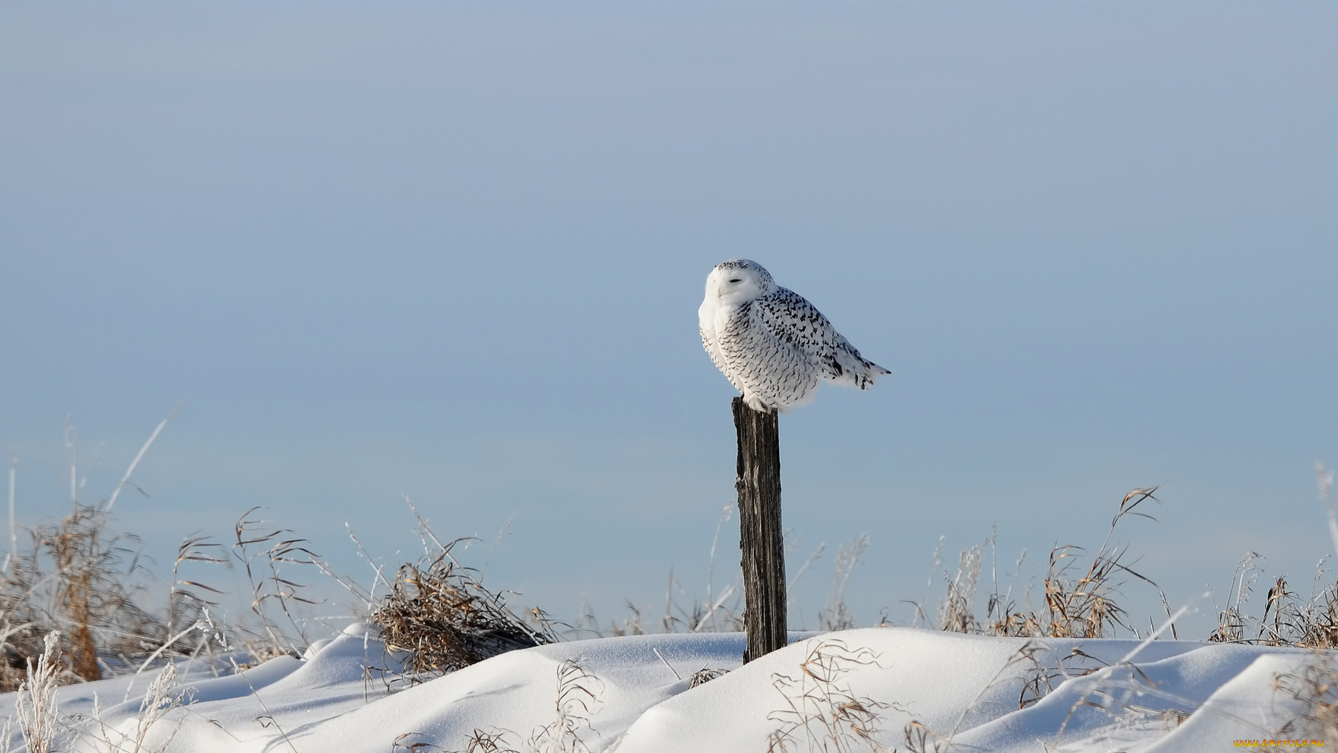животные, совы, снег, трава, зима, столб, птица, сова