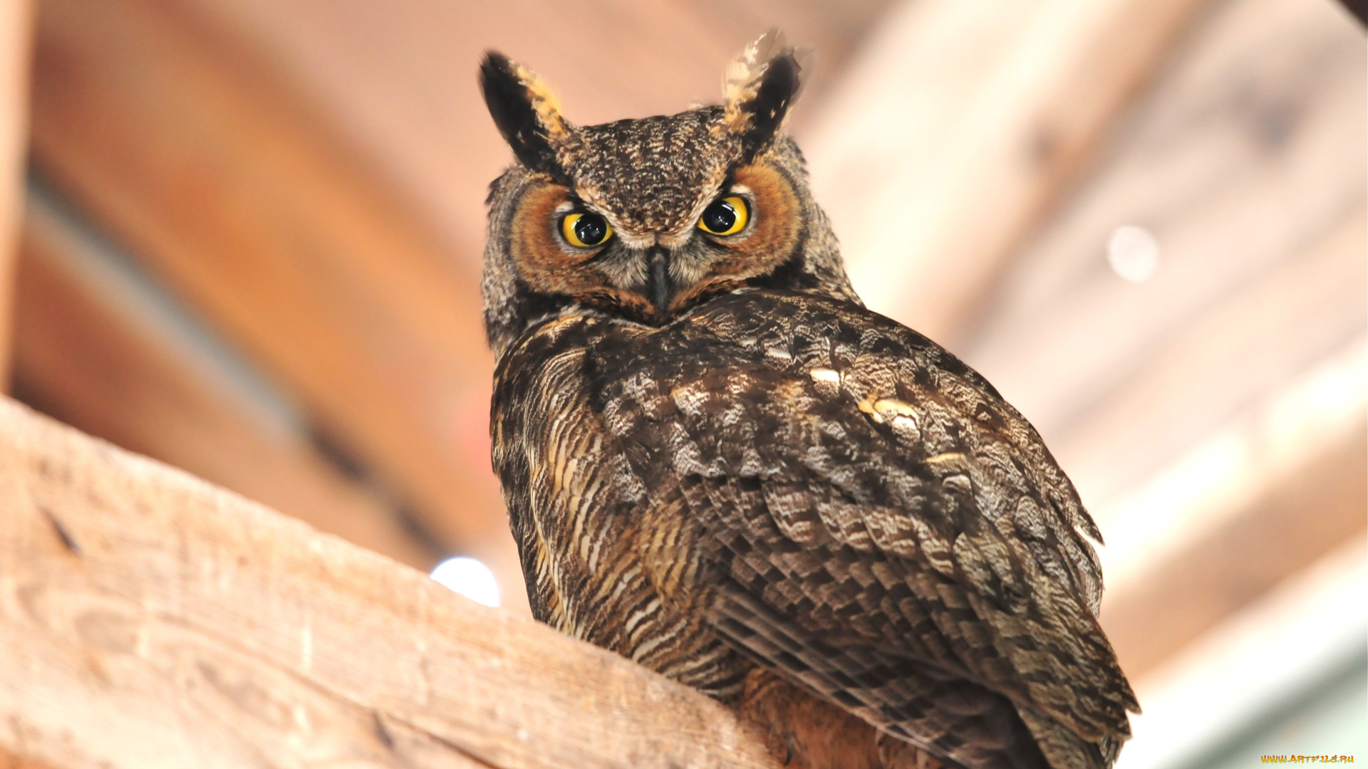 животные, совы, сова, фон