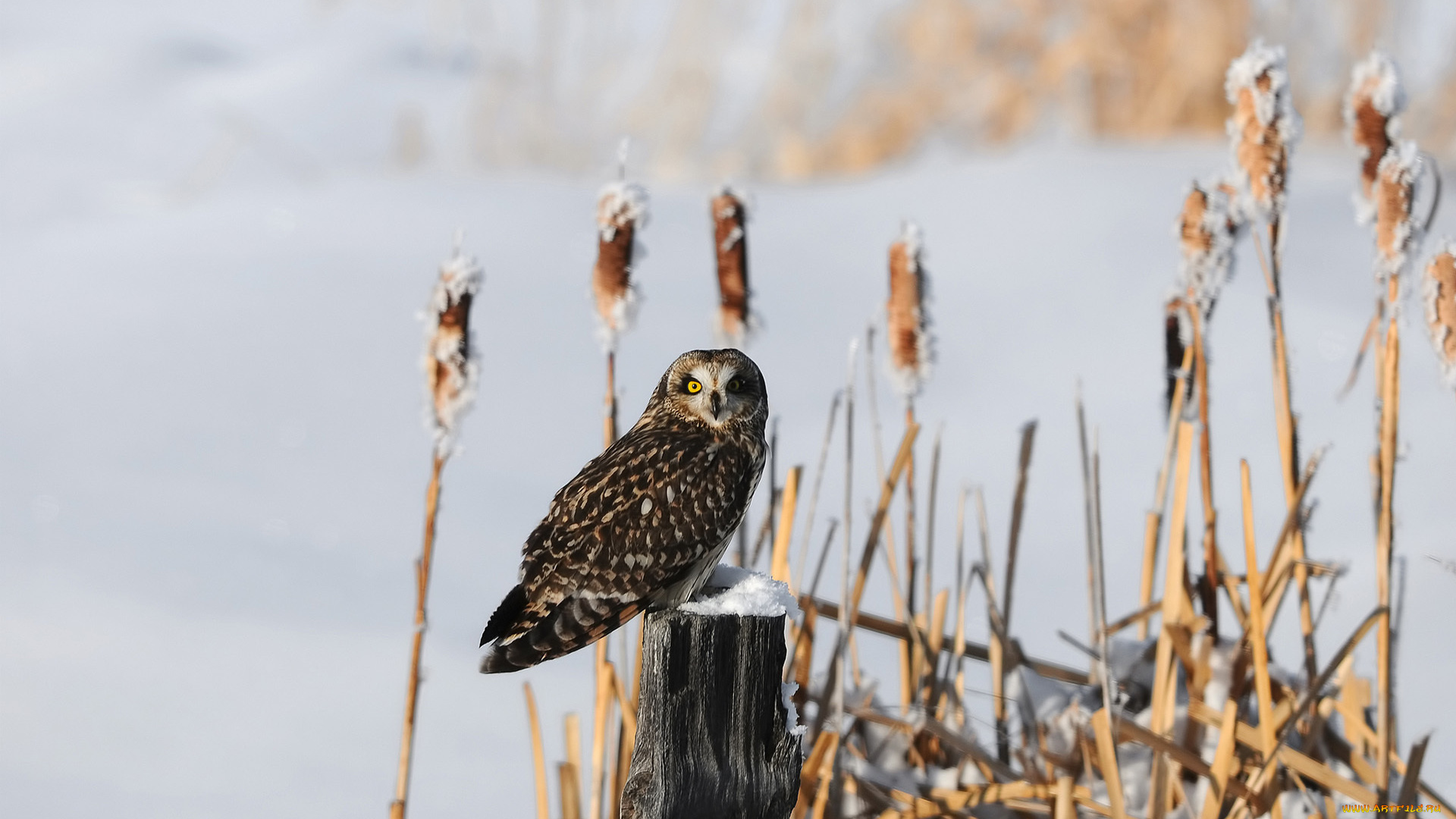 животные, совы, зима, камыши, пень, снег, птица, сова