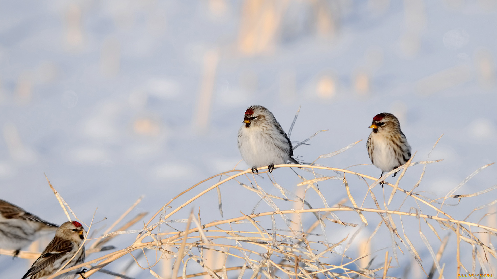 животные, воробьи, зима, сухие, ветки, птицы, снег