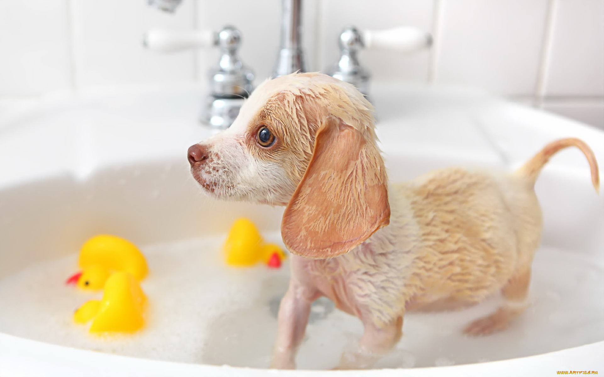 животные, собаки, щенок, взгляд