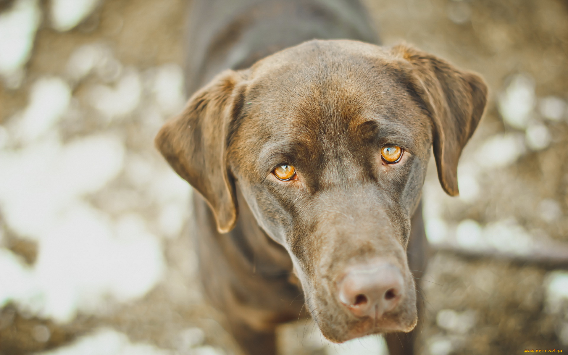 животные, собаки, взгляд, друг, собака