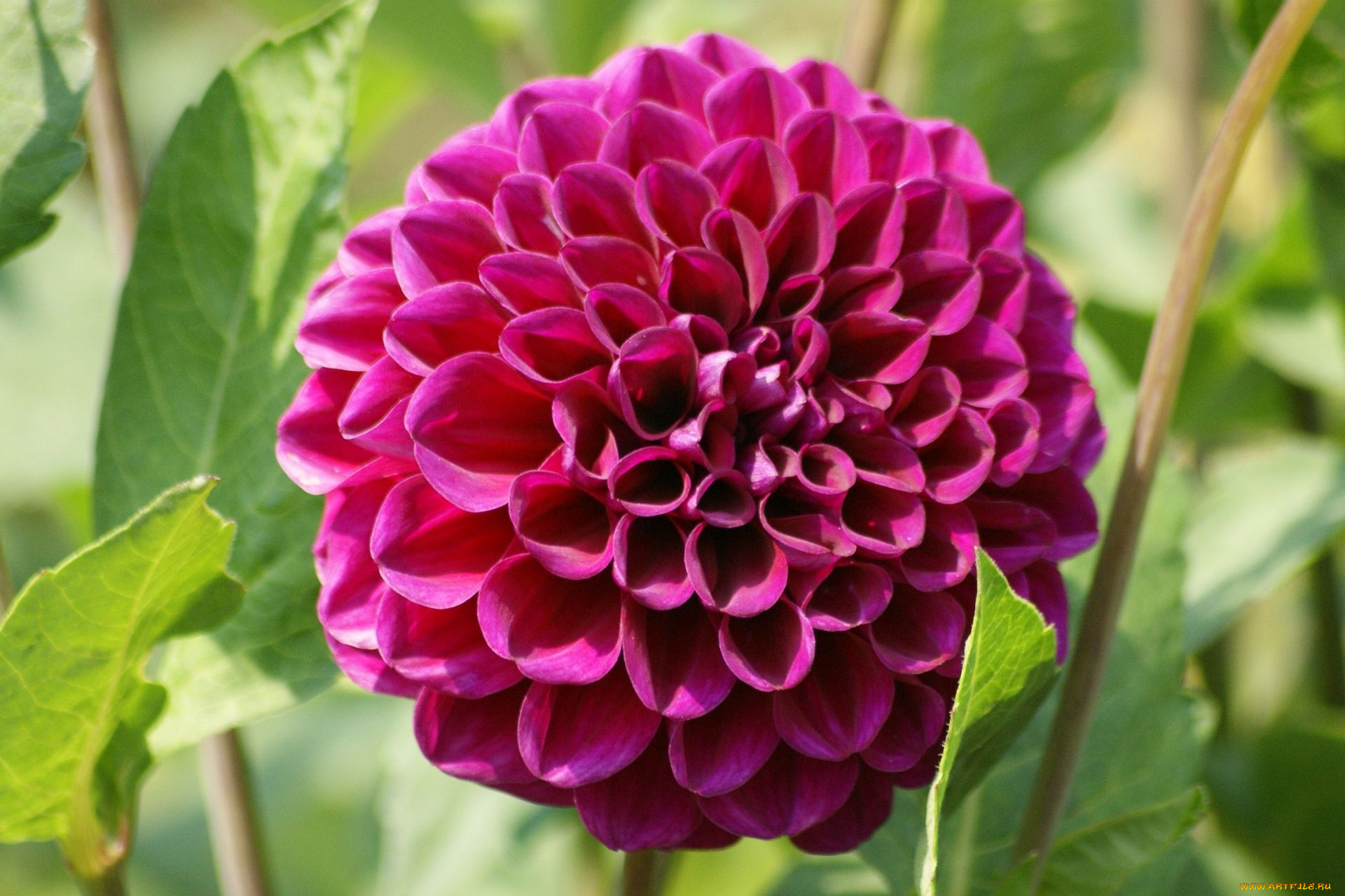 цветы, георгины, лиловый, круглый