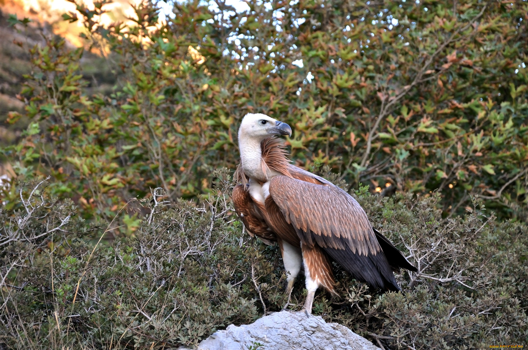 животные, птицы, хищники, гриф, птица, хищник, камень, деревья