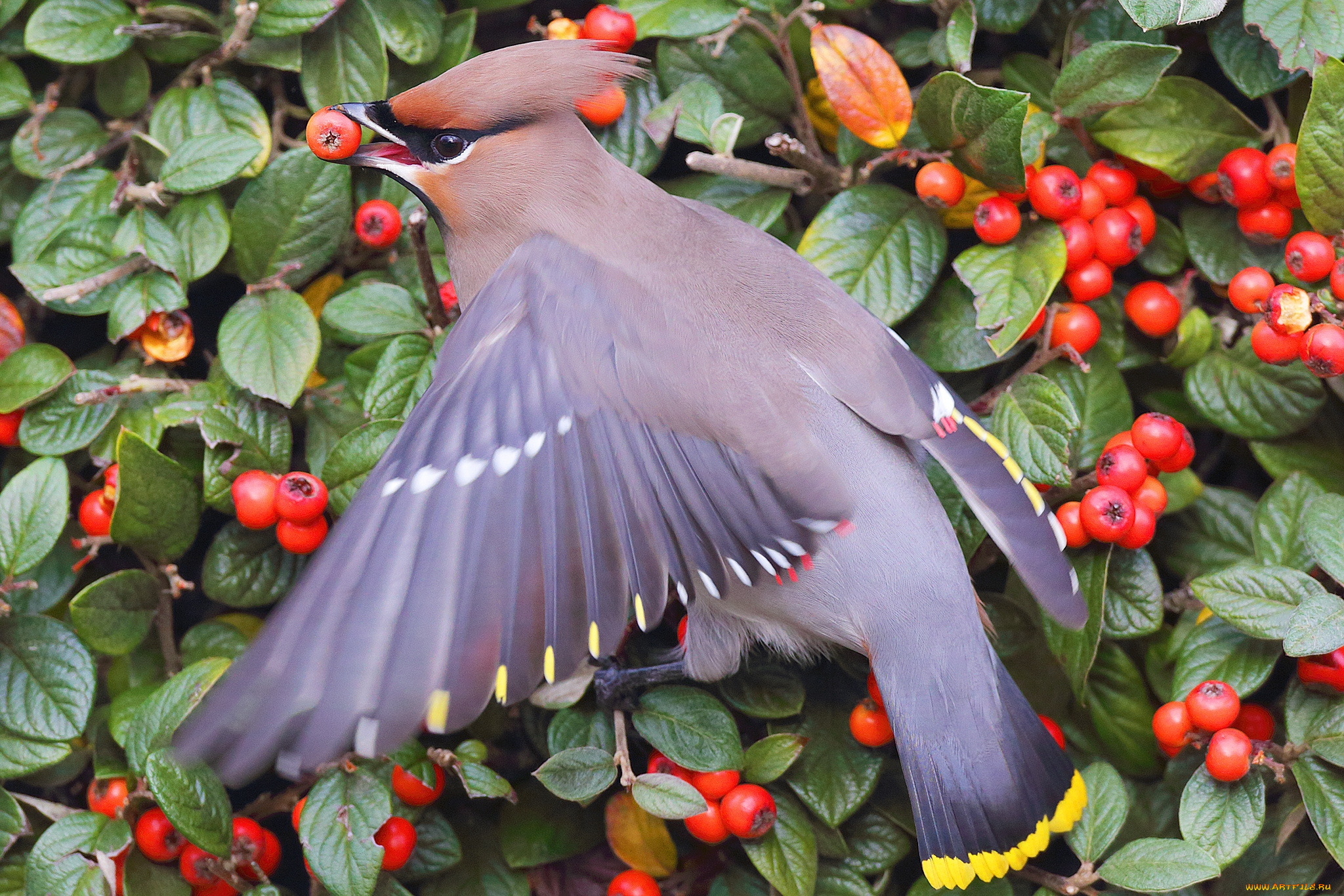 животные, свиристели, крылья, ягоды