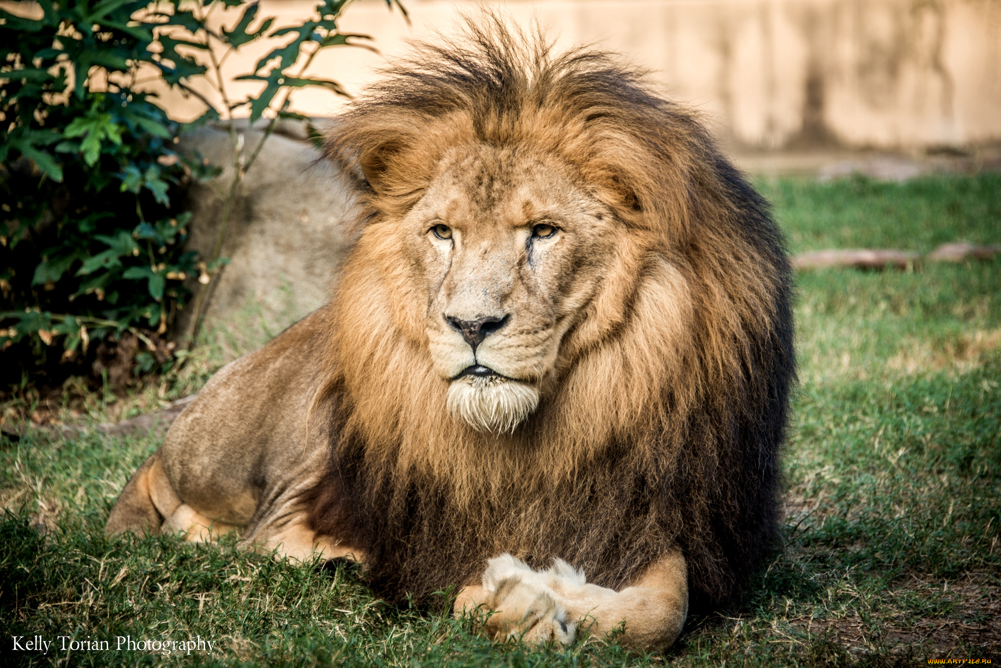 животные, львы, грива, царь
