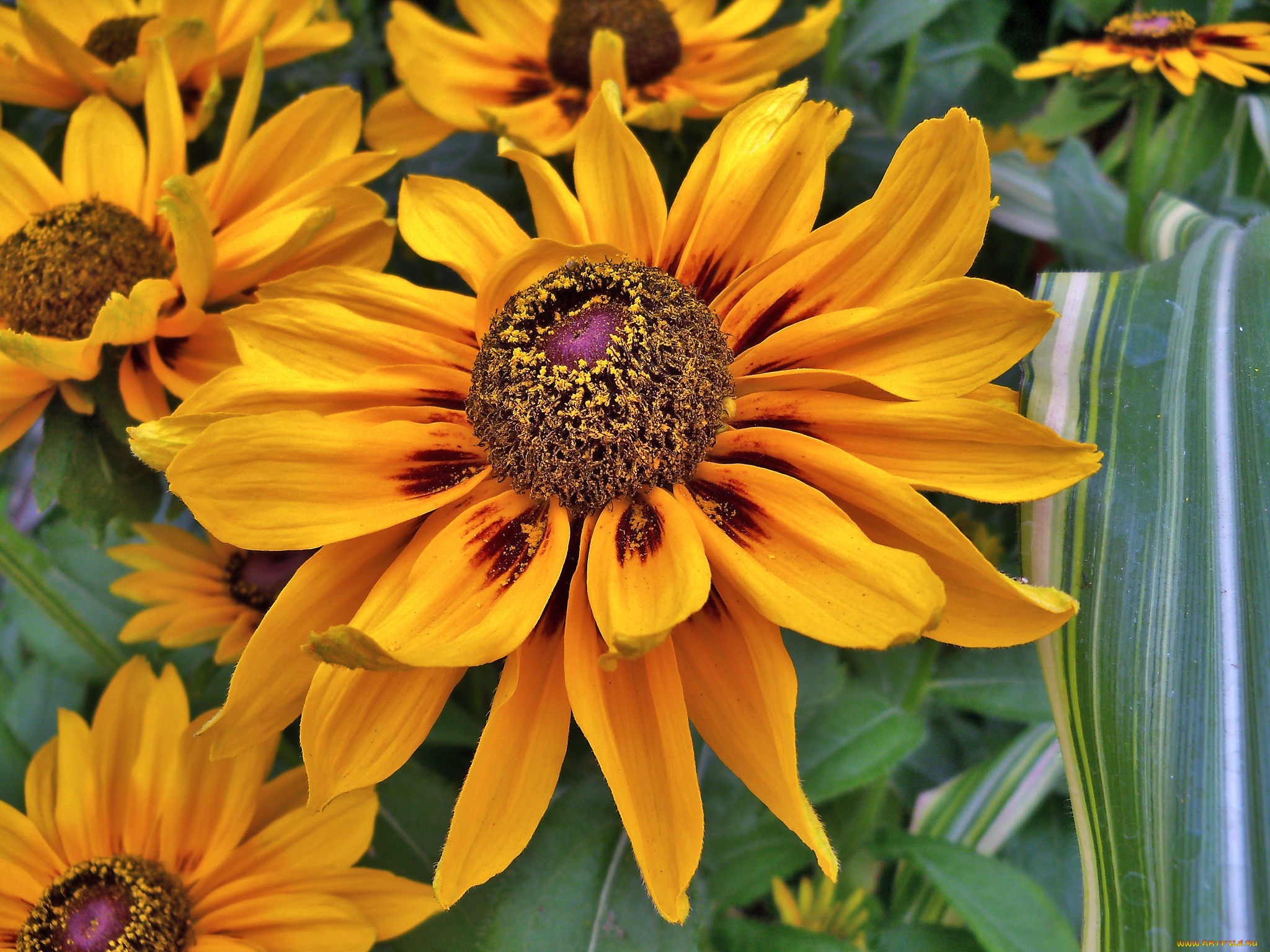 цветы, рудбекия, макро