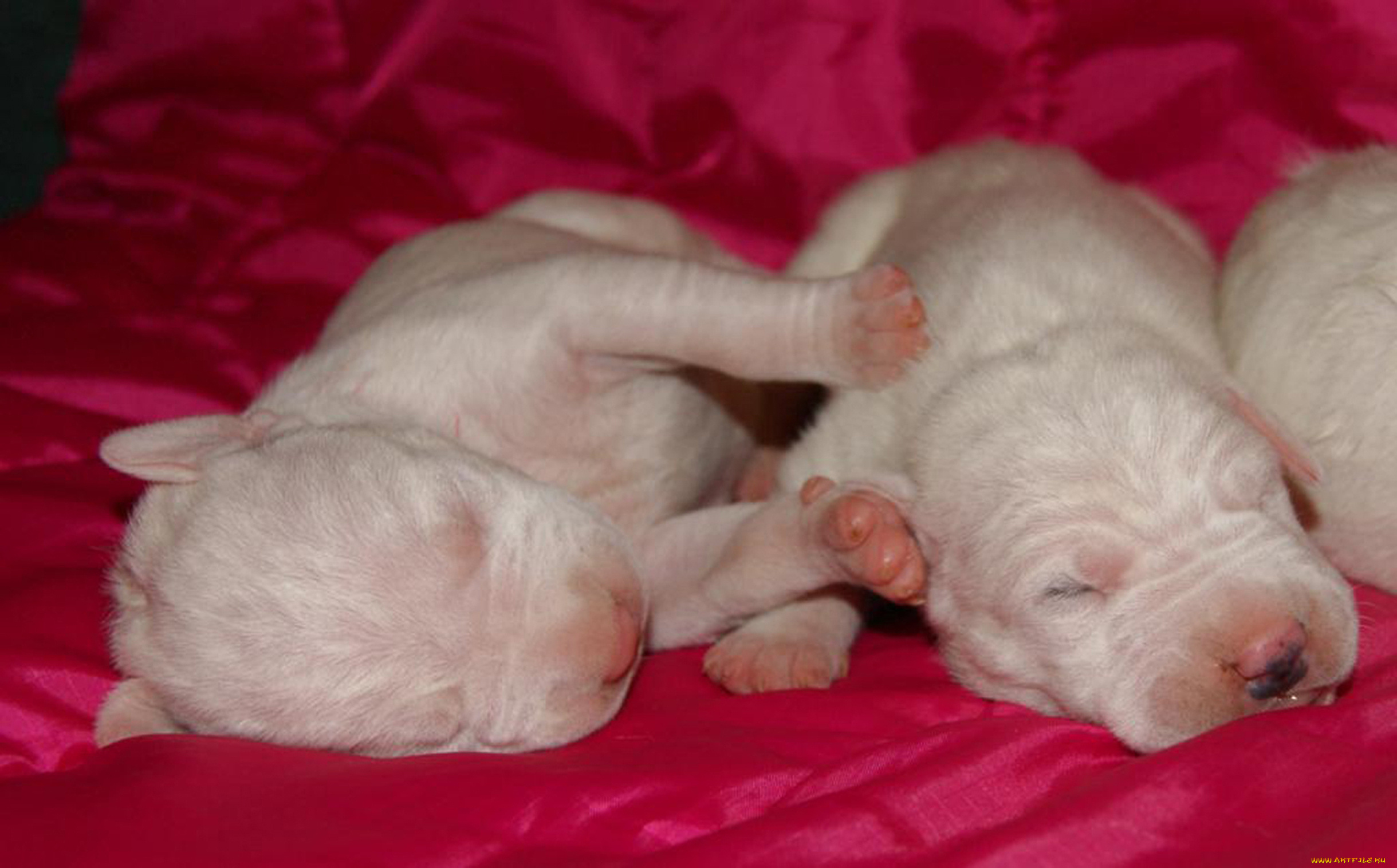 животные, собаки, щеночки, аргентинский, дог