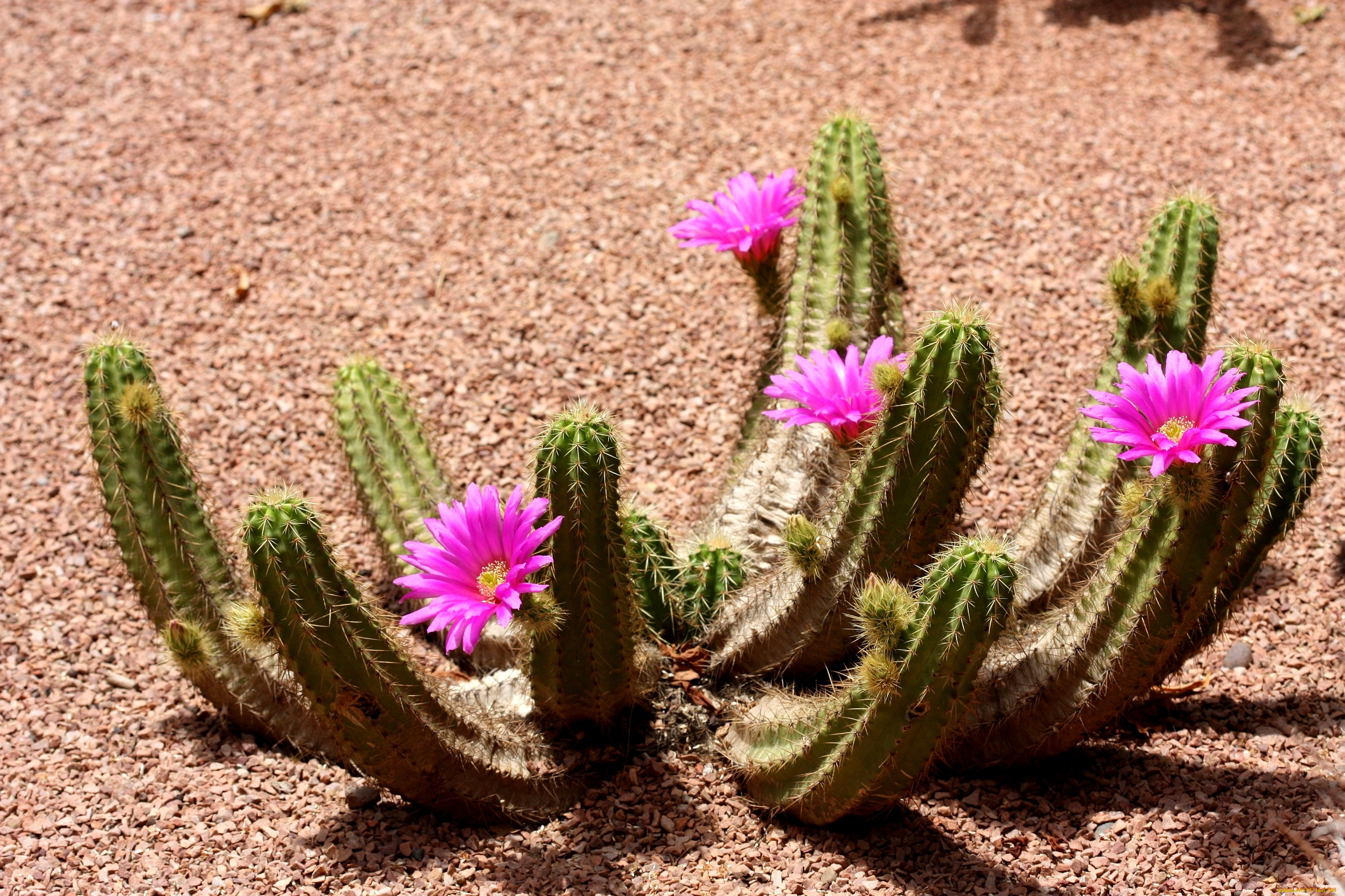 цветы, кактусы, колючки, розовый