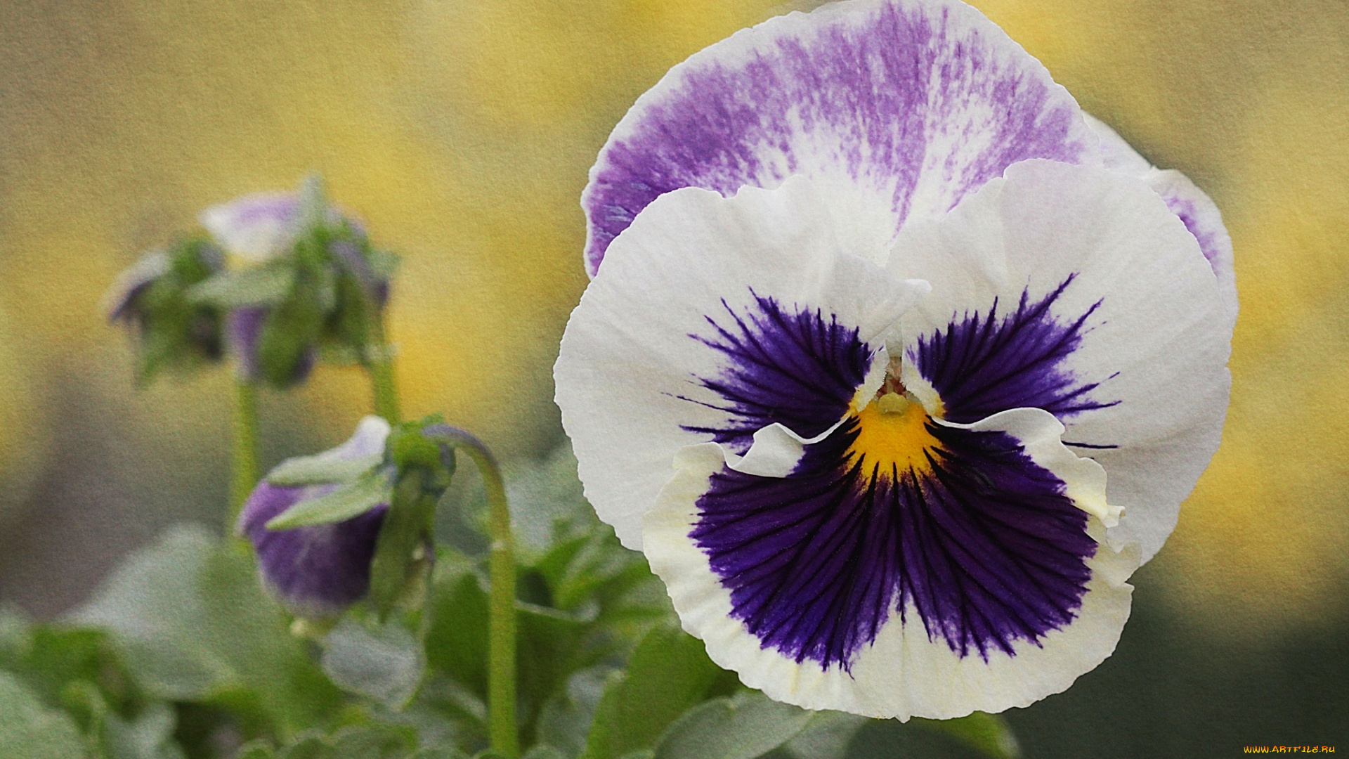 цветы, анютины, глазки, , садовые, фиалки, макро