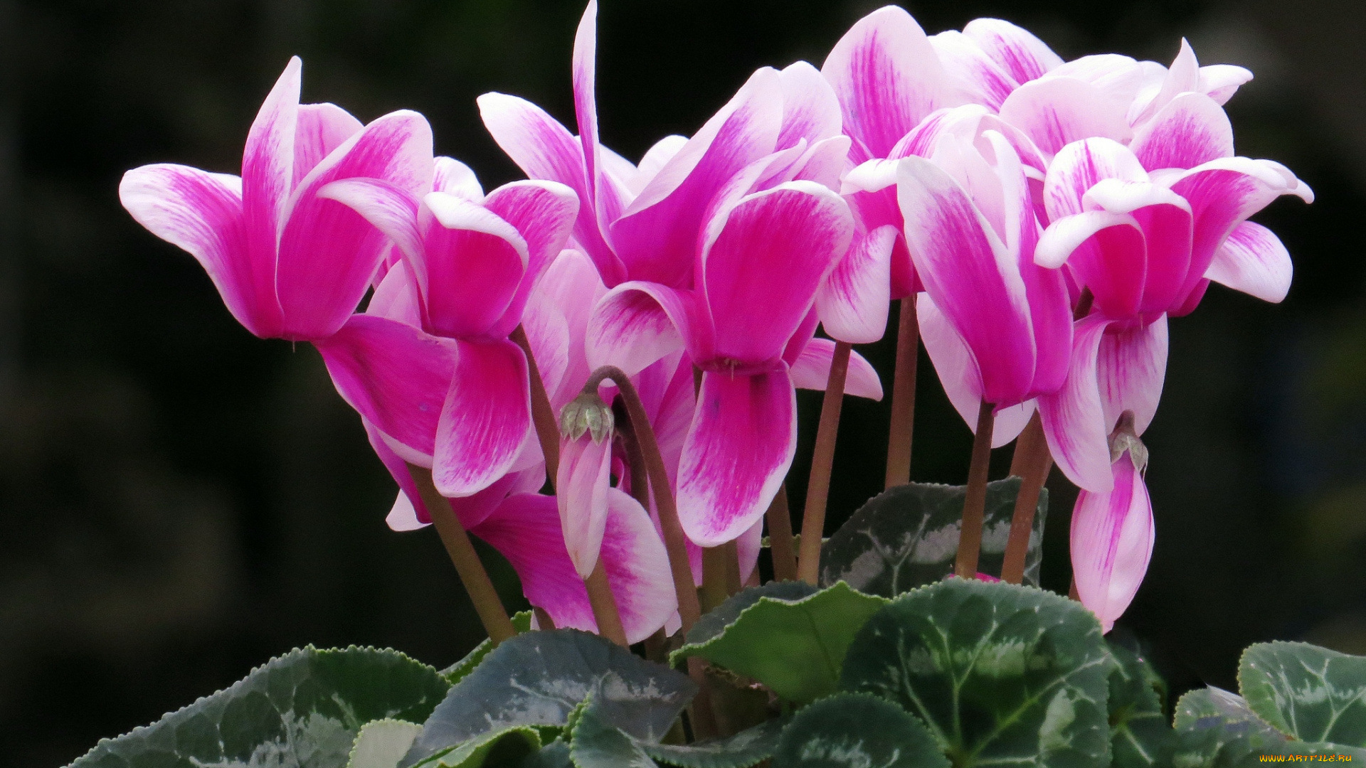 цветы, цикламены, розовый