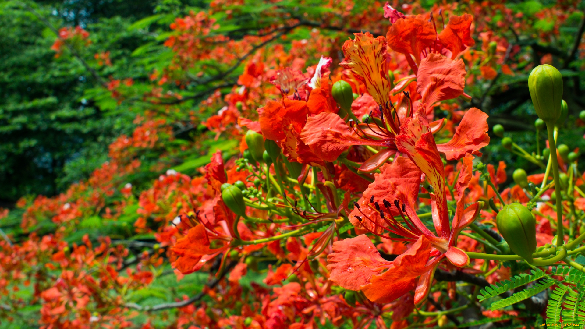 цветы, делоникс, королевский, , огненное, дерево, тропики