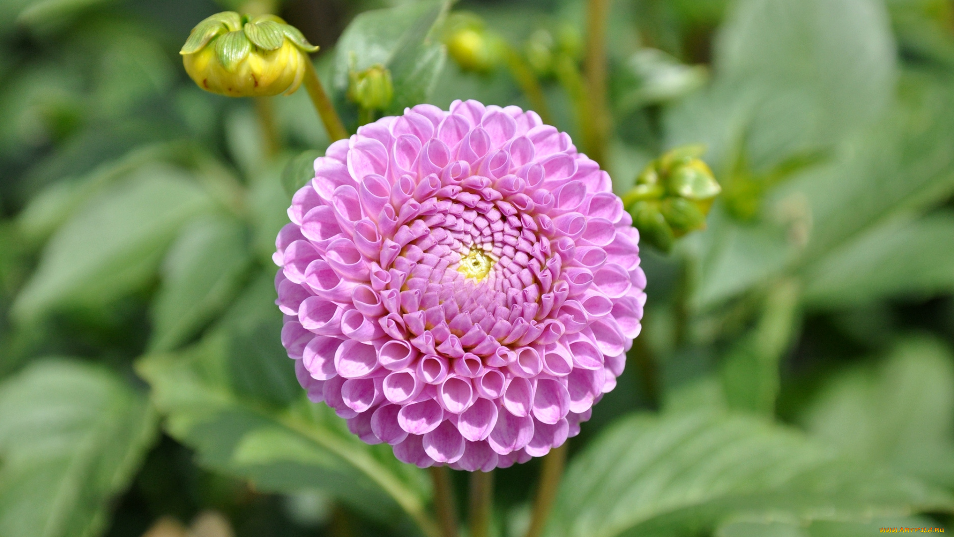 цветы, георгины, круглый