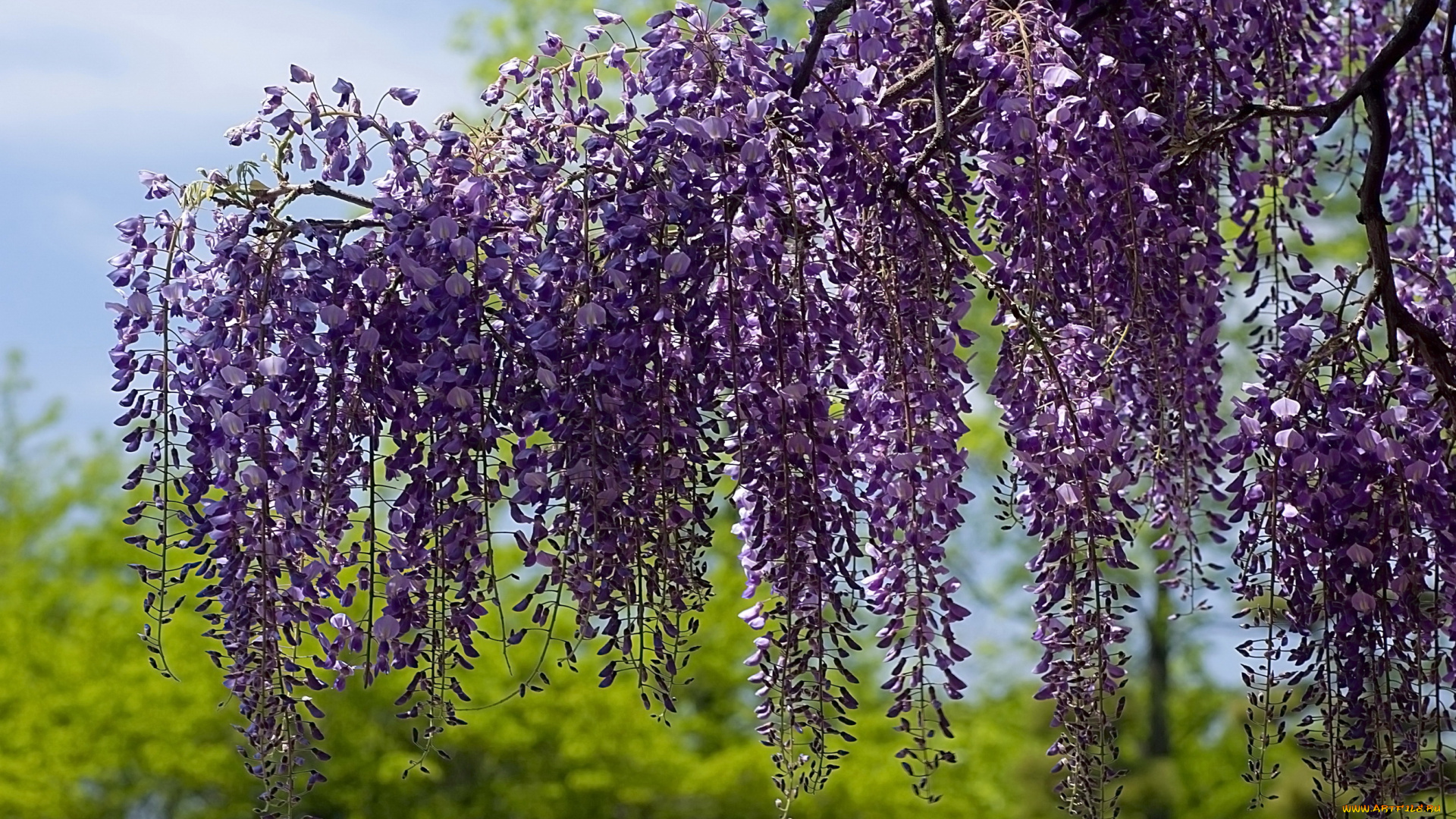 цветы, глициния, вистерия