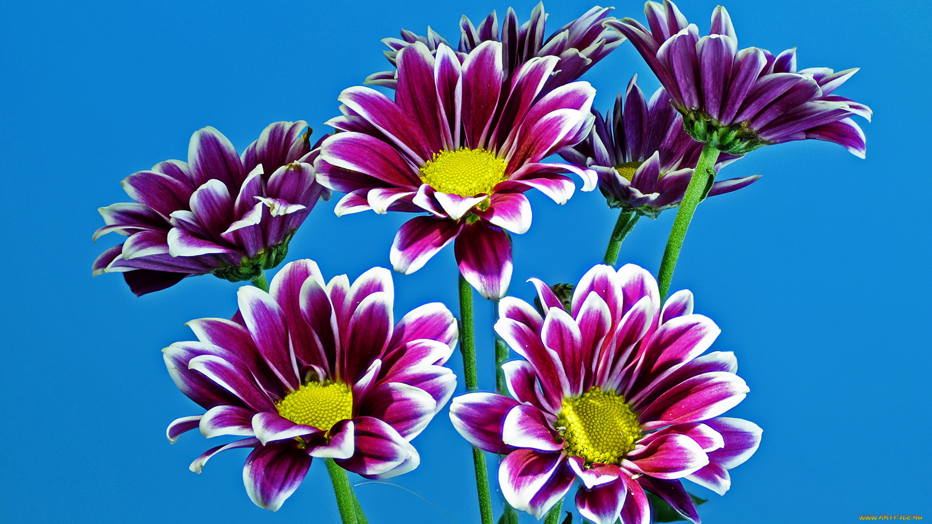 цветы, хризантемы