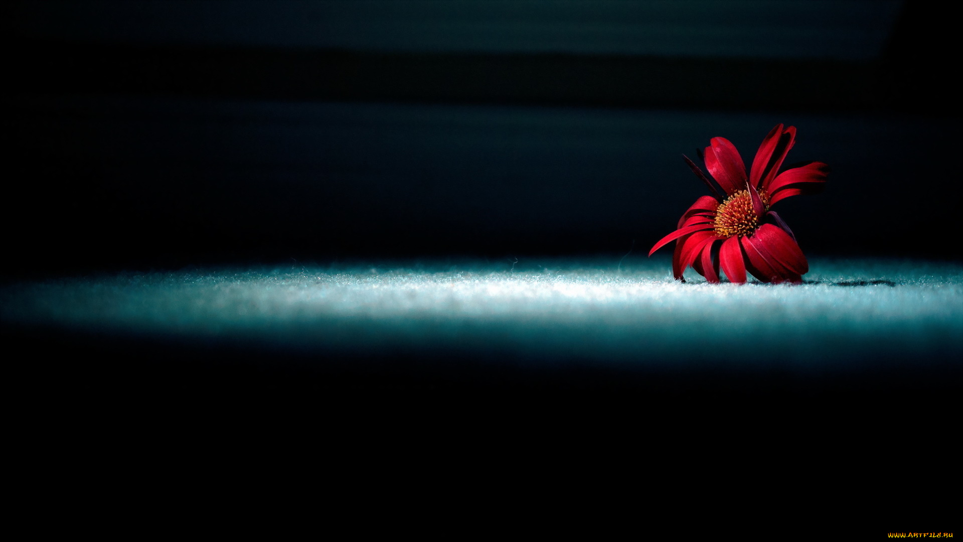 цветы, лепестки