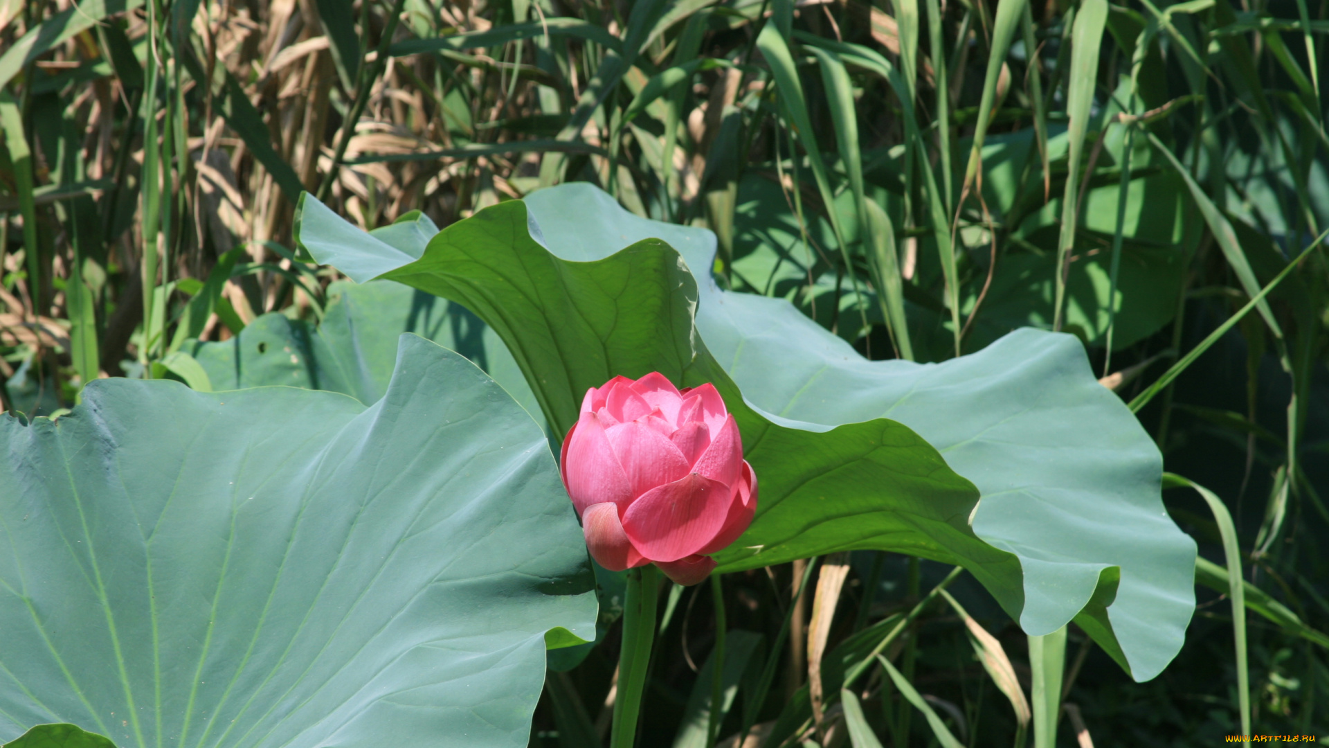 цветы, лотосы, лепестки, листья