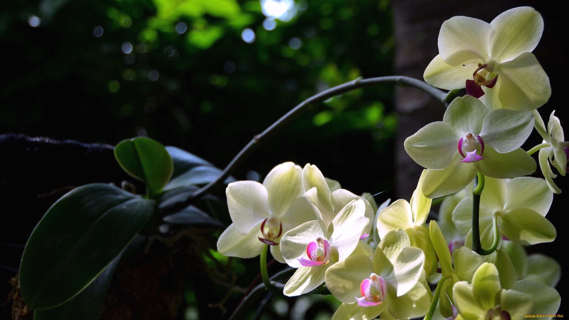 цветы, орхидеи, экзотика