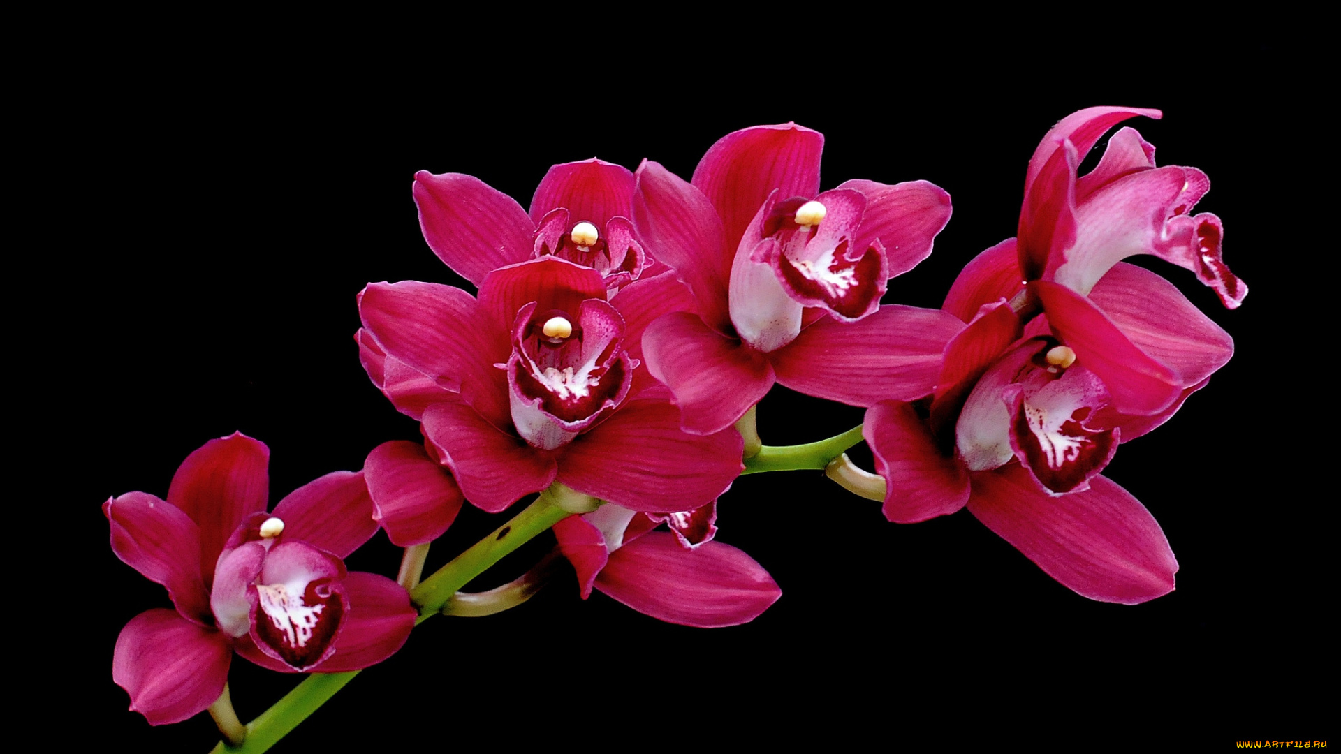 цветы, орхидеи, ветка