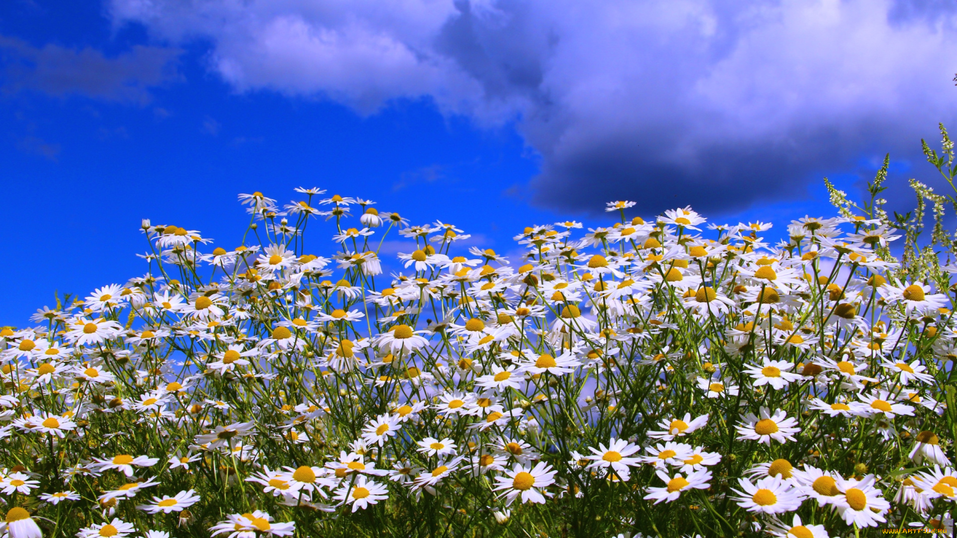 цветы, ромашки, небо