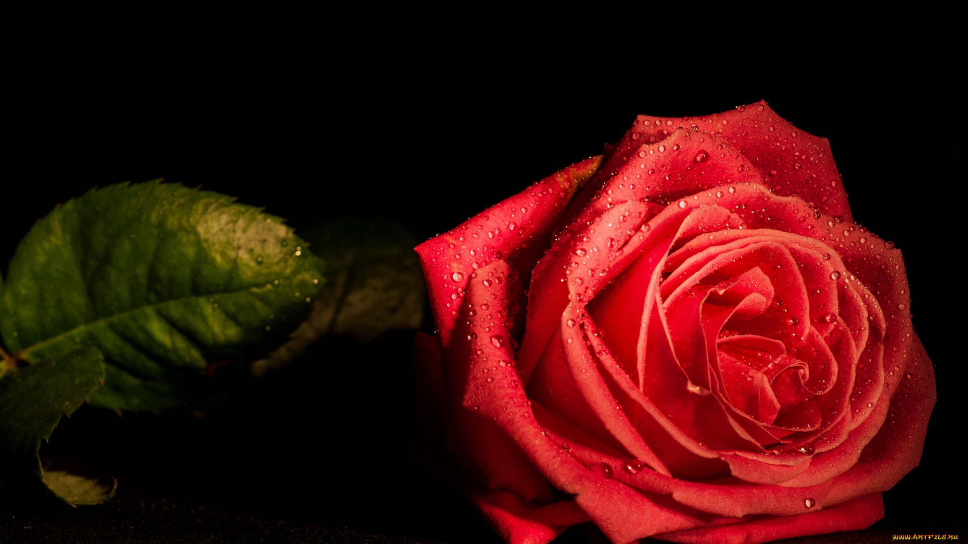 цветы, розы, макро