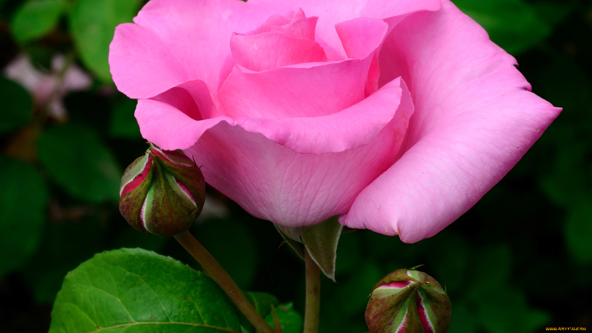 цветы, розы, роза, розовая, куст